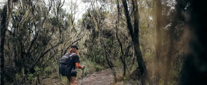 Abstieg vom Horombo Camp zum Marangu Gate