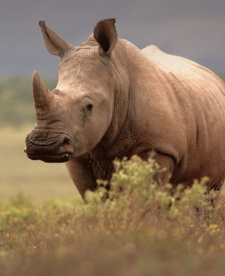 Ngorongoro-Krater