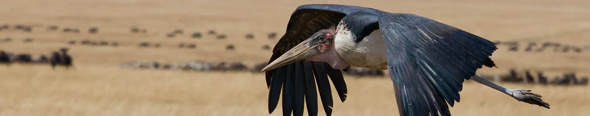 Marabou safari in Tansania