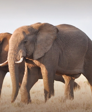 Tarangire-Nationalpark