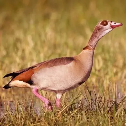 Nilgans
