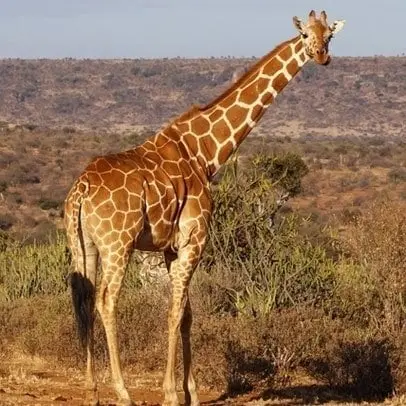 Giraffen