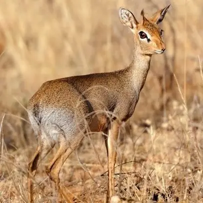 Dik-Dik