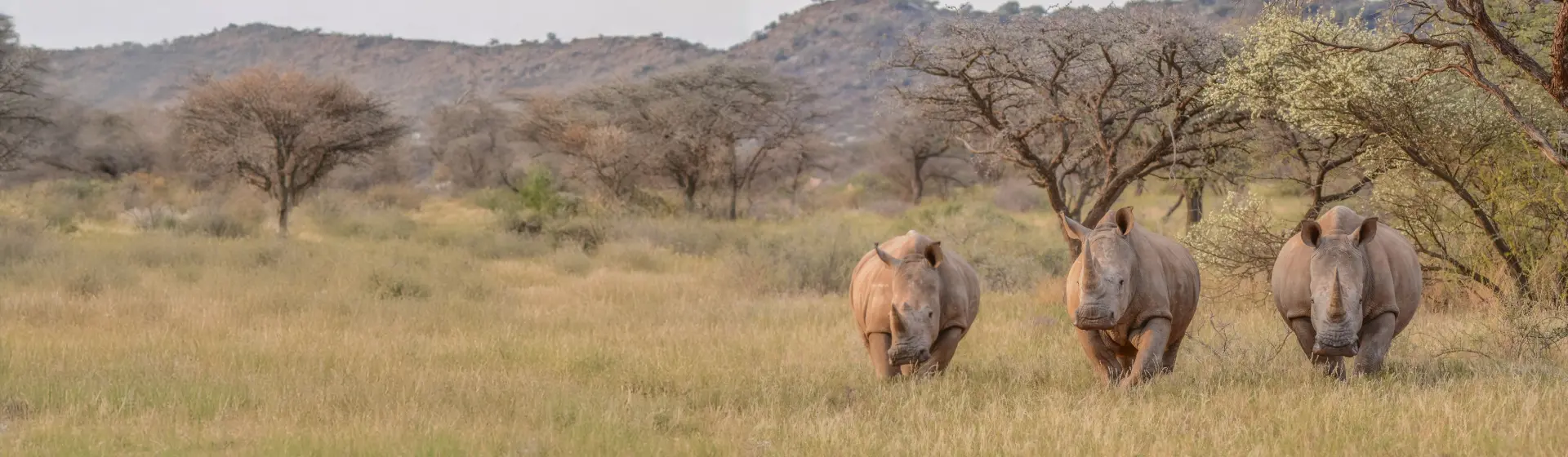 Nashorn-Safari im Mkomazi Nashorn-Safari im Mkomazi