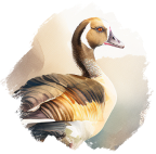 Nilgans