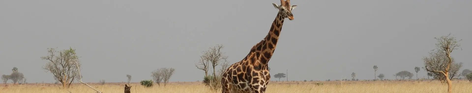 Giraffen safari in Tansania