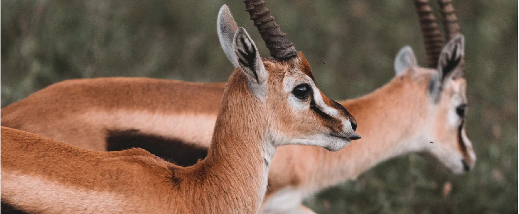 Serengeti-Nationalpark - Seronera