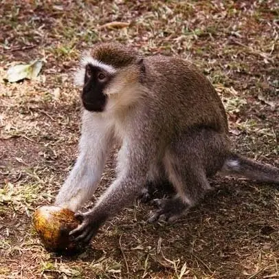 Grünmeerkatze