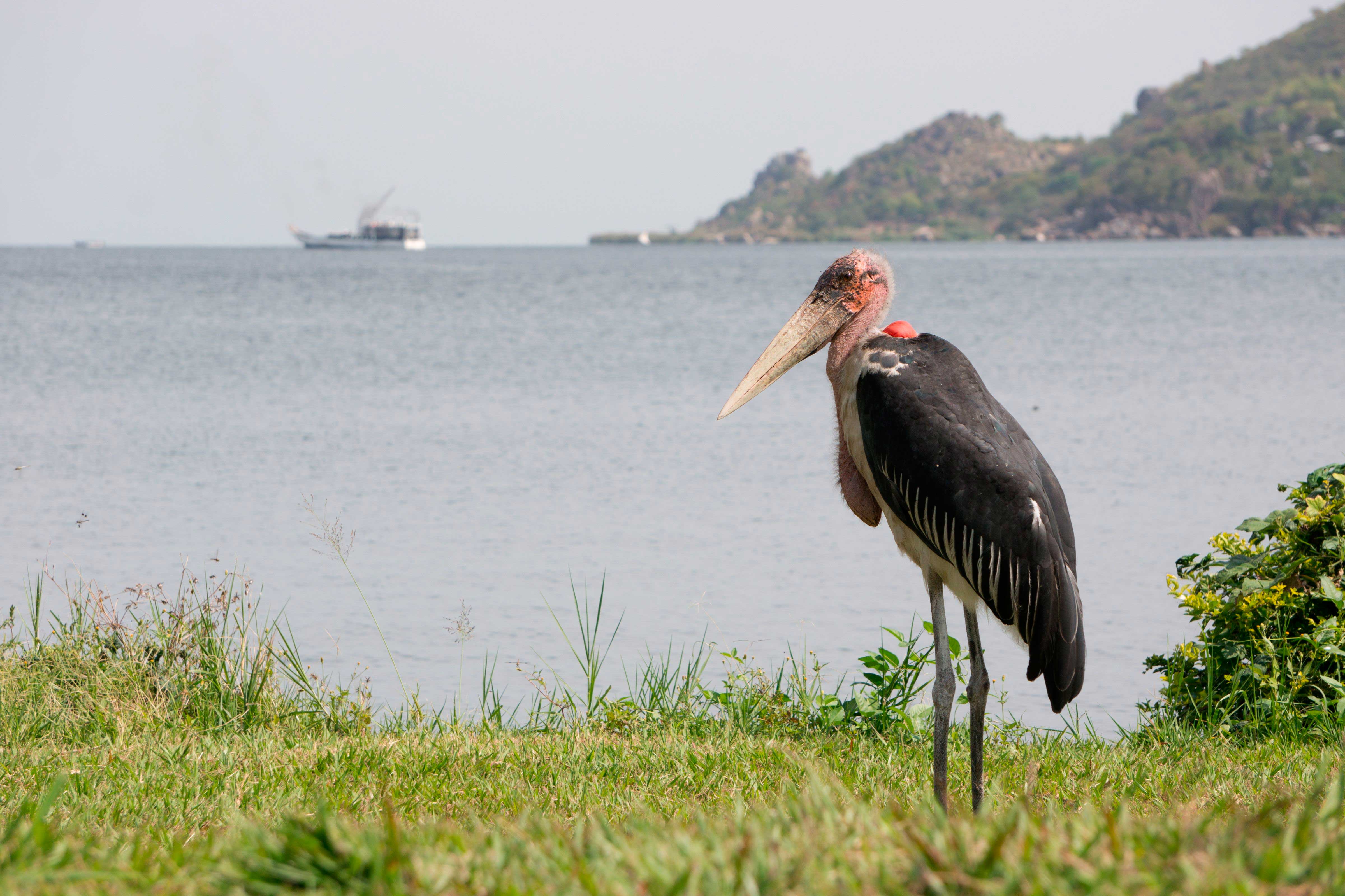 Ein Paradies für Vogelbeobachter: Erkundung des Viktoriasees und der angrenzenden Nationalparks