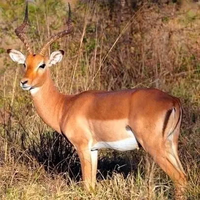 Impala